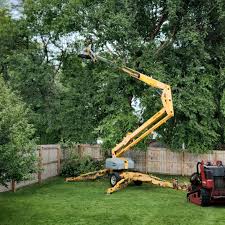 Reliable Marshall, AR Tree Services Solutions